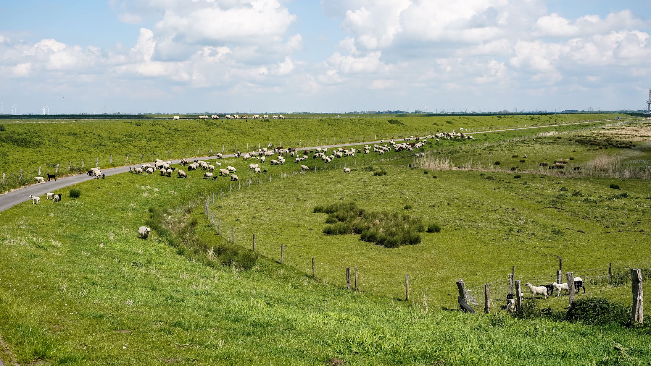 Schapen op een dijk