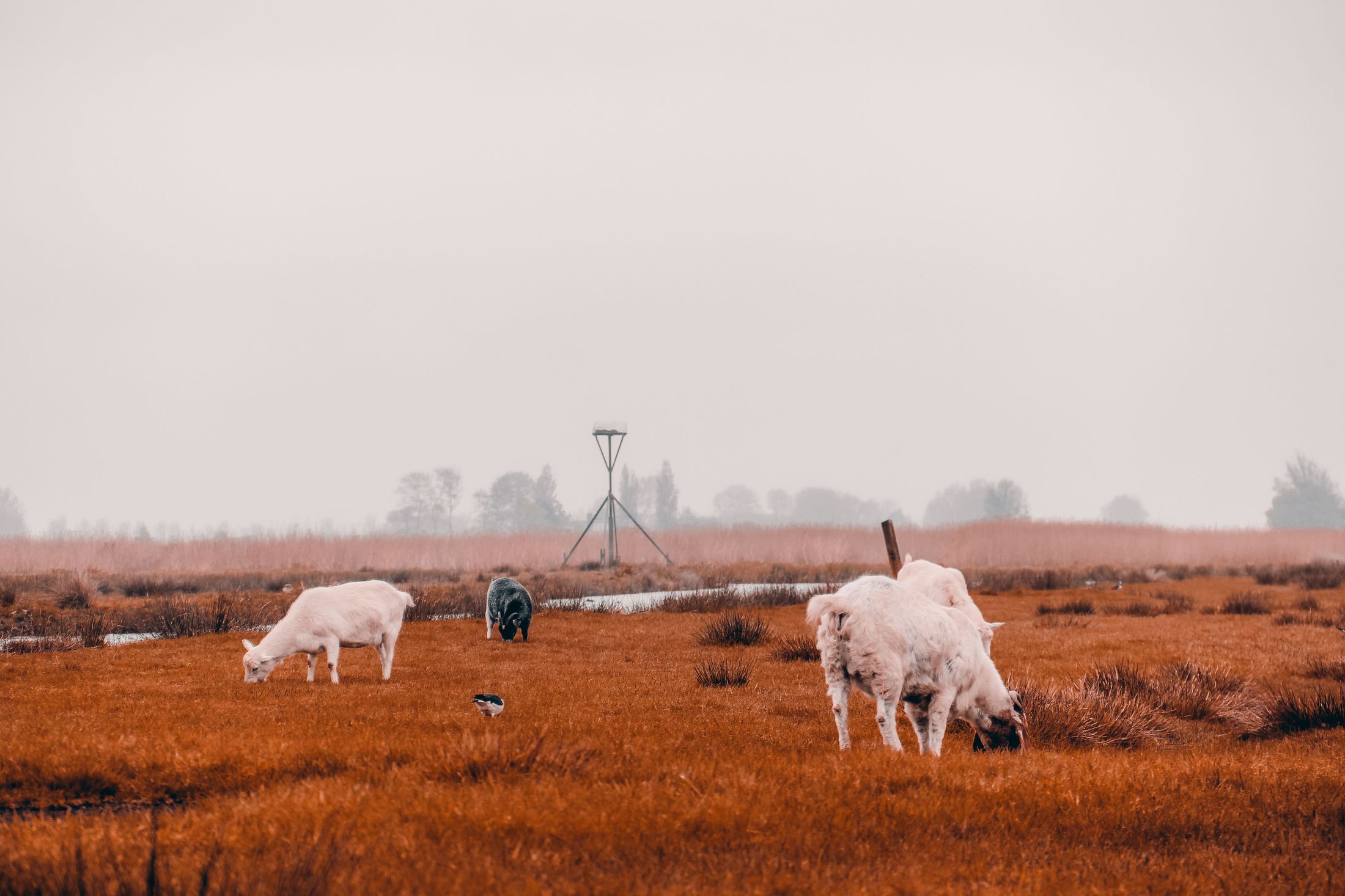 Schapen op een heideterrein