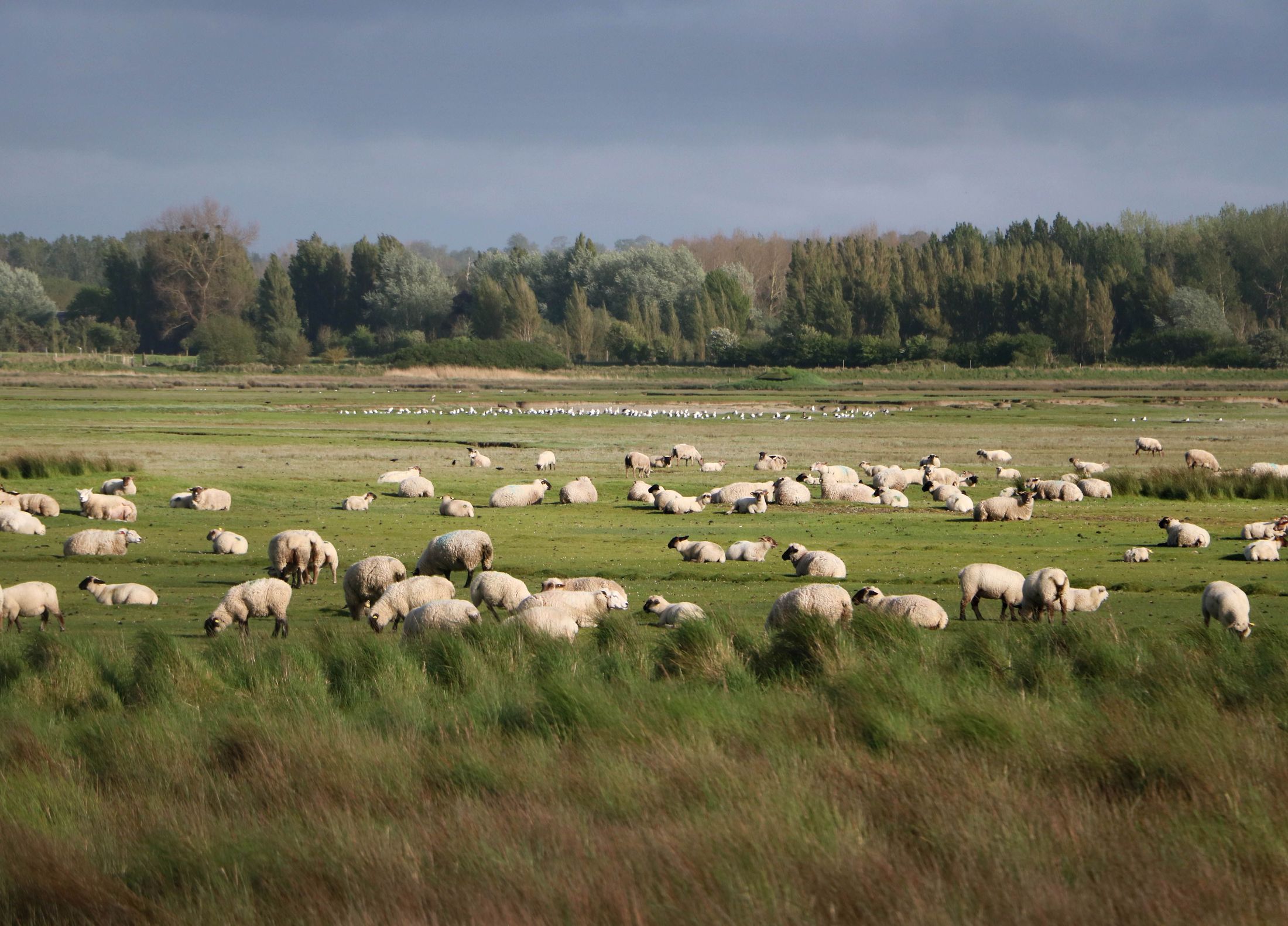 Kudde schapen in een weide